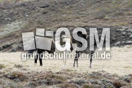 Islandpferde (17 von 50).jpg